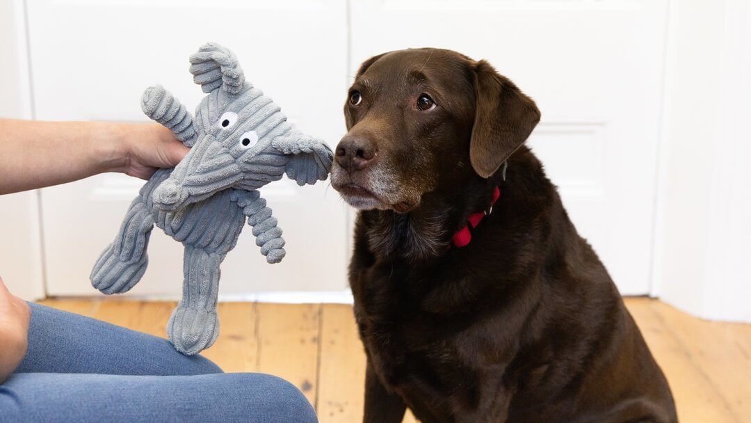 Labrador store chew toys